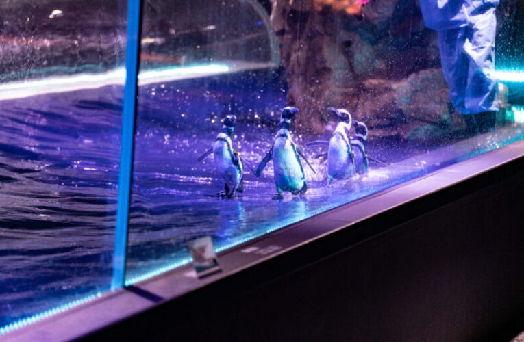 台中海洋館麥哲倫企鵝「團體健檢」迎新春   超萌照片首曝光