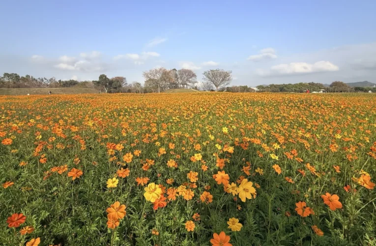 后里花田綠廊冬日花海開跑！　中市環保公園黃波斯、向日葵1、2月接力綻放　神秘嬌客「黑天鵝」即將現身