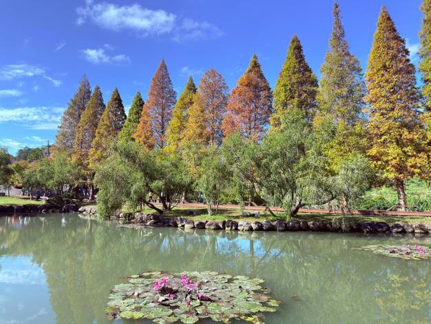 寒流催色落羽松轉紅  竹縣精選五大秘境迎浪漫