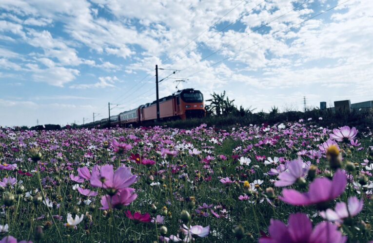 台中推動冬季景觀綠肥　打造海線鐵道花田風光