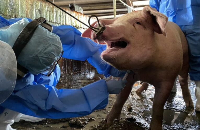 2026高雄市全面啟動防疫行動|穩固養豬產業防線迎接新年度