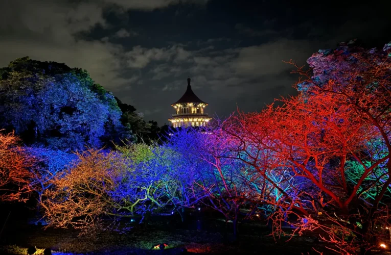 粉嫩三色櫻入夜成畫　幾米繪本點亮淡水「2026花見櫻花季」