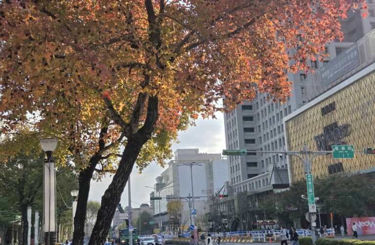 冬天裡的一把火　北市楓香染紅迎新年