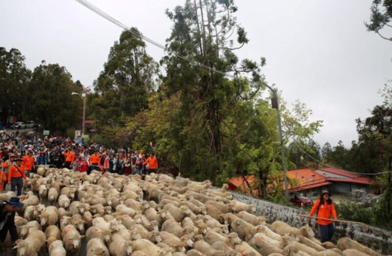 綿羊大軍奔跑合歡山公路 清境奔羊節登場