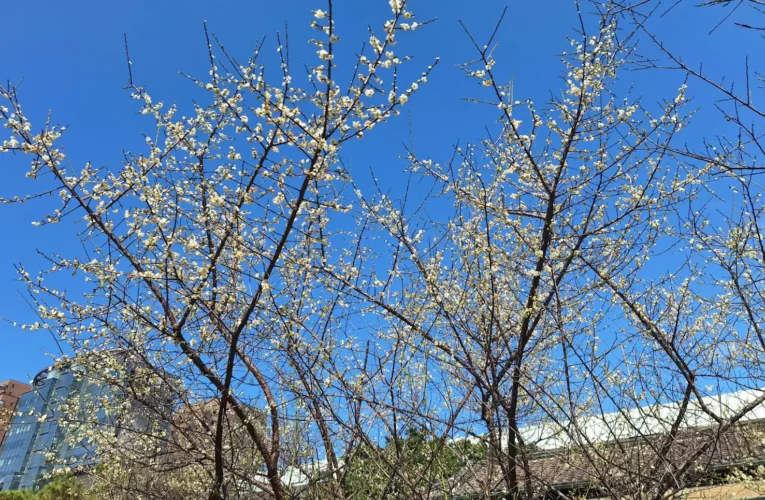 賞梅時節　逸仙、奇岩公園梅花喜報春