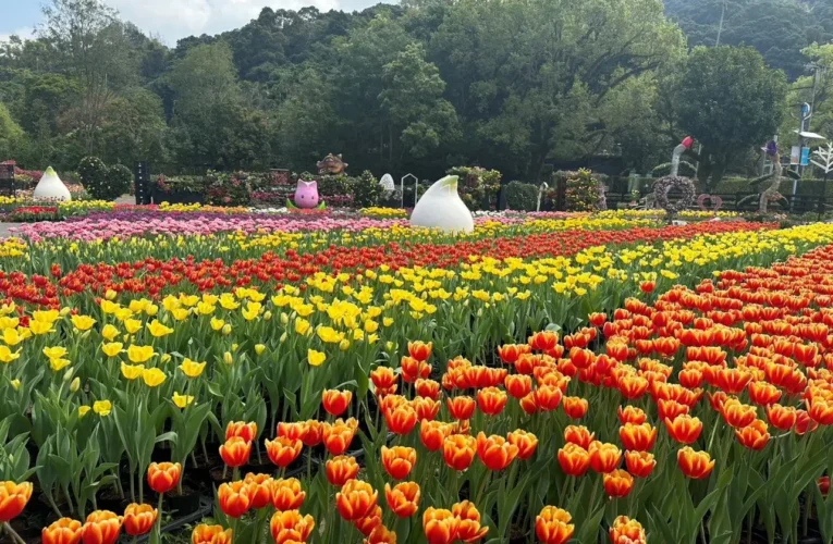 台北燈節2/25璀璨登場　首推雙展區、雙IP亮相西門町與圓山