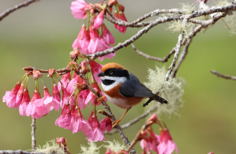 「東」進山林、與鳥相逢　前進東眼山森林遊樂區共譜一段賞鳥時光