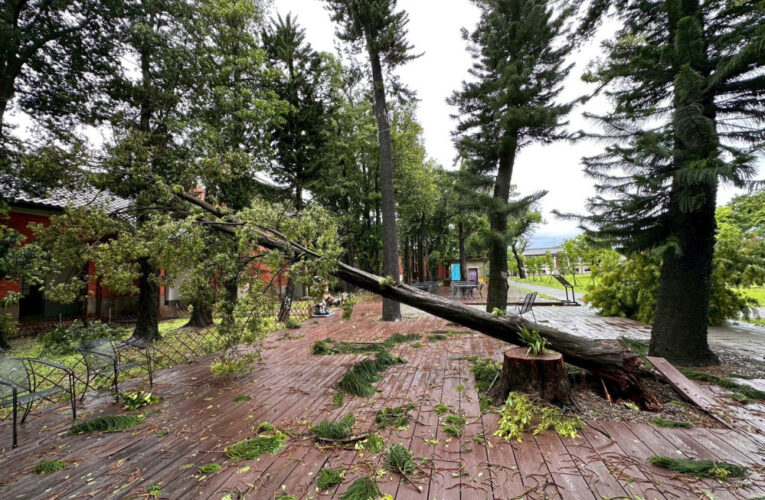 百年羅漢松再生共享長凳 見證自然工藝溫柔接力