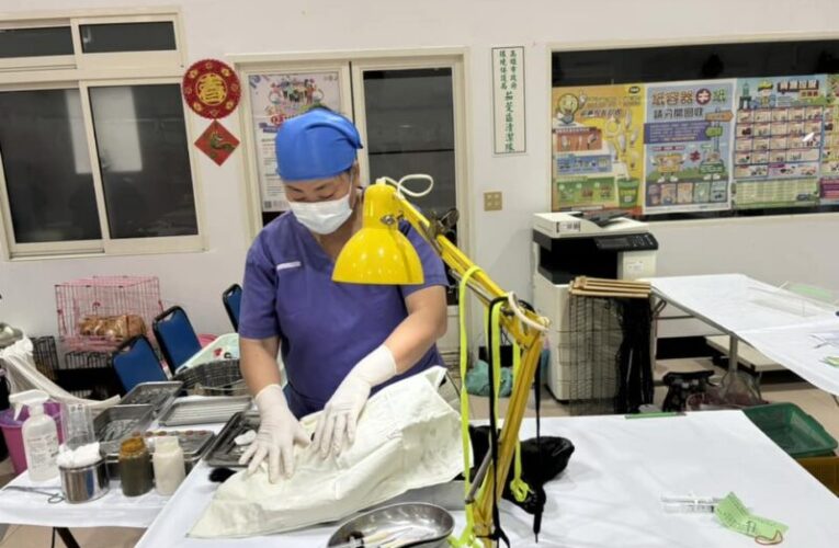 2026高市犬貓絕育雙軌開跑！巡迴活動首場2/8前進阿蓮 市民犬貓絕育補助趕快申請