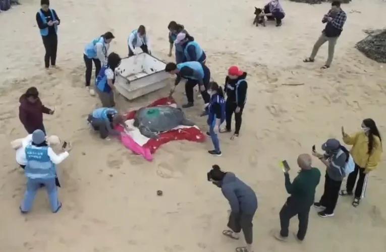 暖化下冬季母龜產卵　海保署啟動衛星追蹤