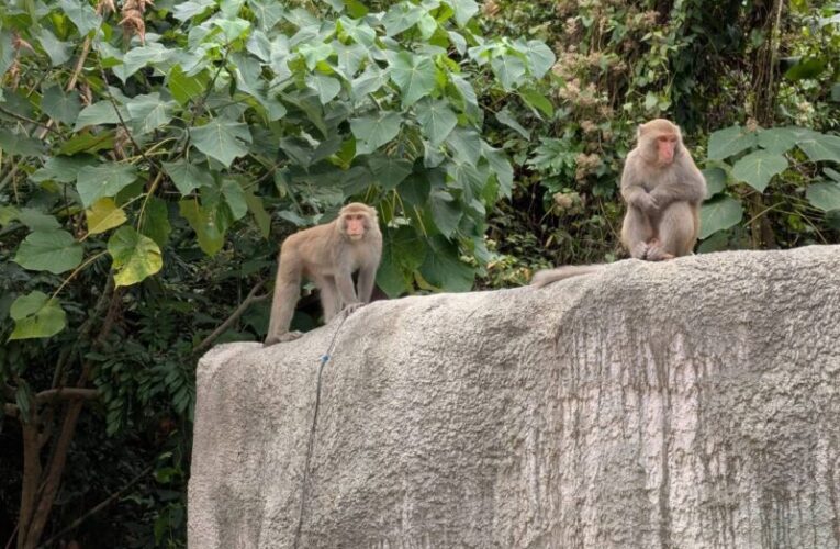 壽山動物園攜手台灣獼猴共存推廣協會推「獼猴探險隊」活動