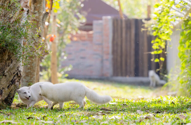 「野森動物學校」2月份門票明天開搶！聯手壽山動物園推聯名任務及多項加碼活動