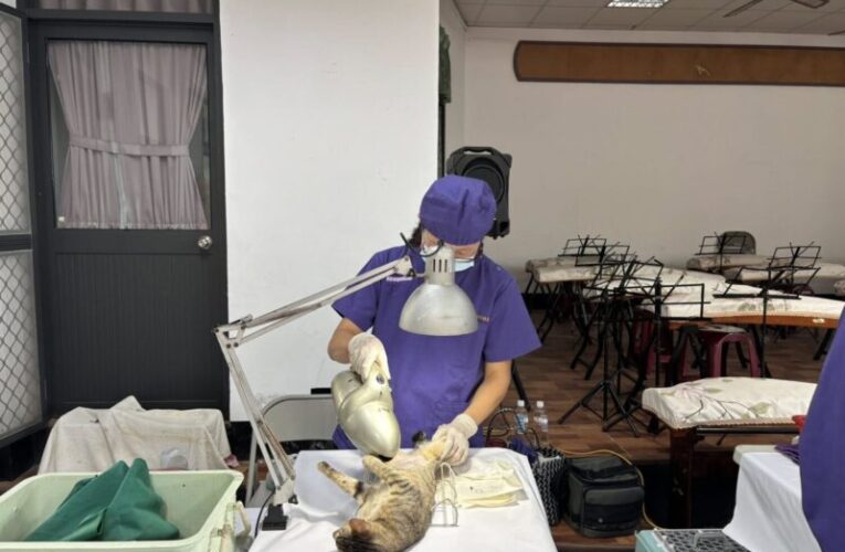 守護你家的毛寶貝！高雄市家犬貓絕育補助創近3年新高