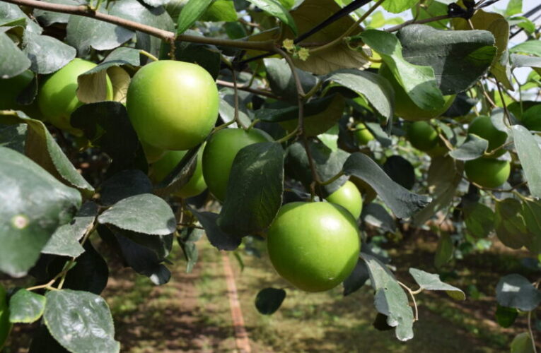 馬年迎春棗，好運棗棗到！ 高雄首選蜜棗限量開賣