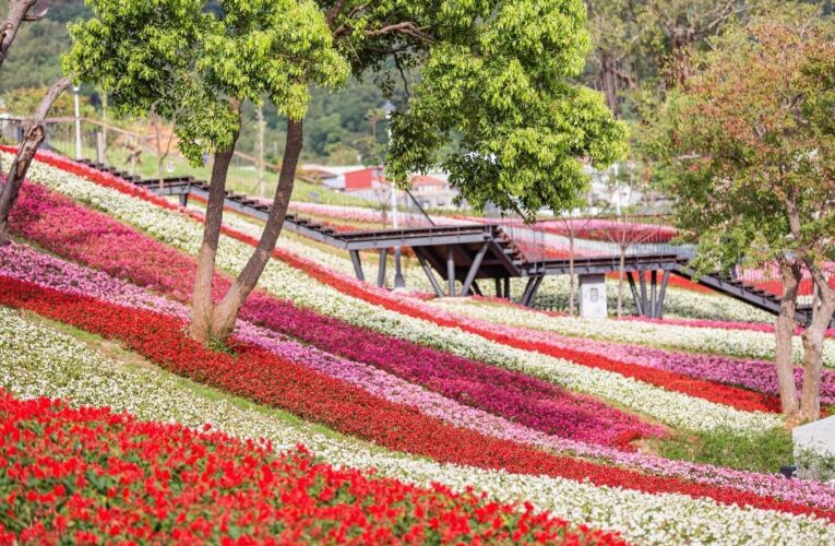 三層崎花海將登場　兩公園串聯打造更大更美賞花路線