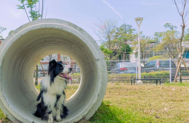 高雄「狗狗小花」盛開中！11處寵物犬活動區啟用再增3處