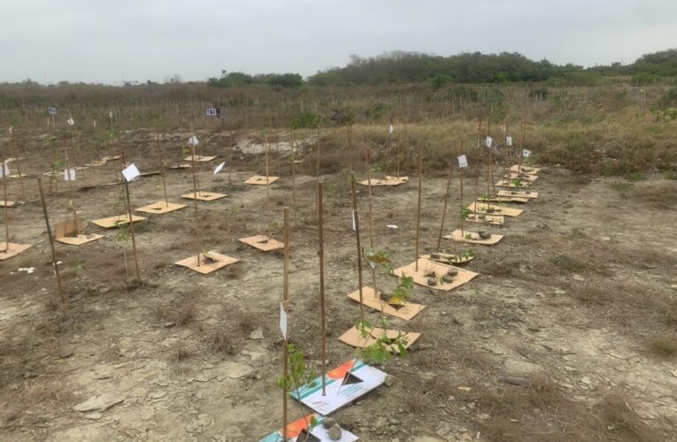 公私齊力推動茄萣濱海造林有成 生態復育展新機