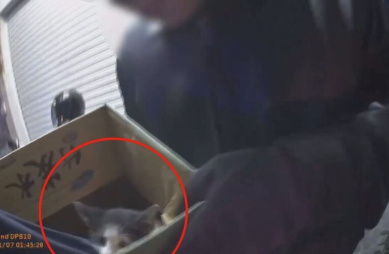 高雄寒夜紅燈前的暖心救援 楠梓警即時示警救出機車輪下小貓咪