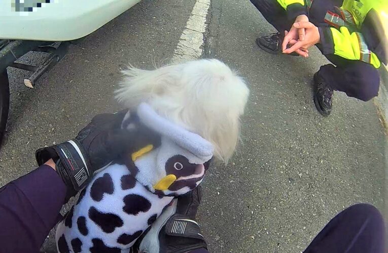 巡邏巧遇走失犬　竹園警協助與飼主團聚