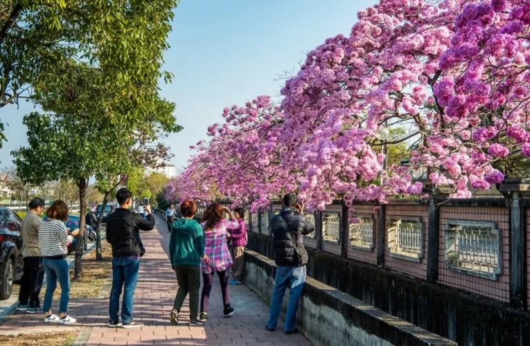 洋紅風鈴木盛開迎新春　黃花風鈴木三月接力綻放