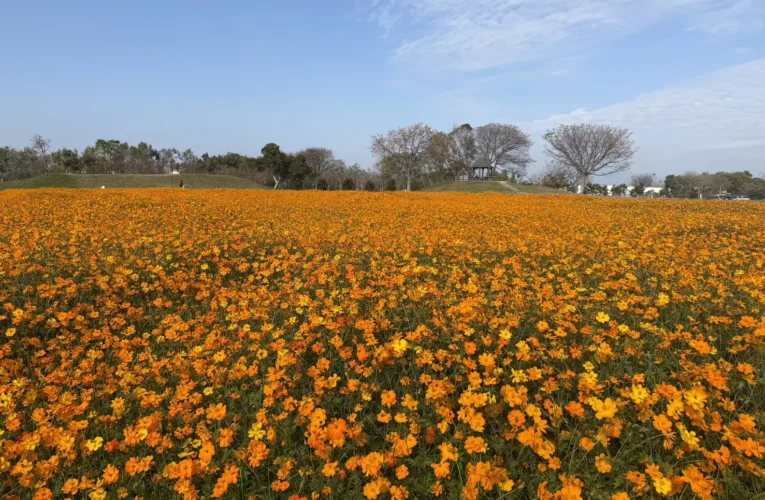 春節賞花首選「后里環保公園」！ 　黃波斯菊、向日葵接力登場 喜迎馬年好去處