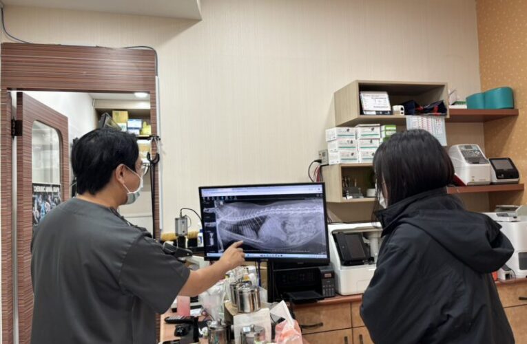 高市動保處彙整公告春節巷動物醫院門診時間　提醒飼主提早備藥