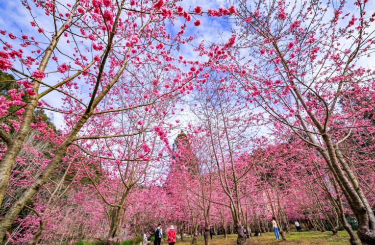 杉林溪數千粉紅櫻花  228連假進入盛開期