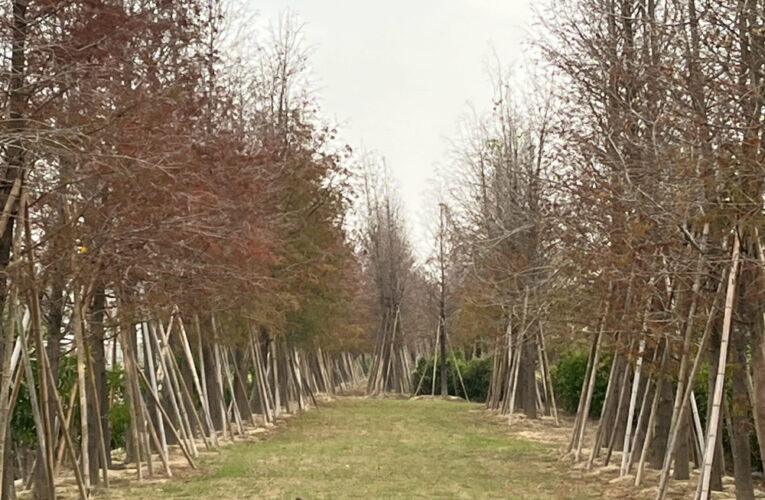 走春來隱藏版太康 幸福加馬享健康