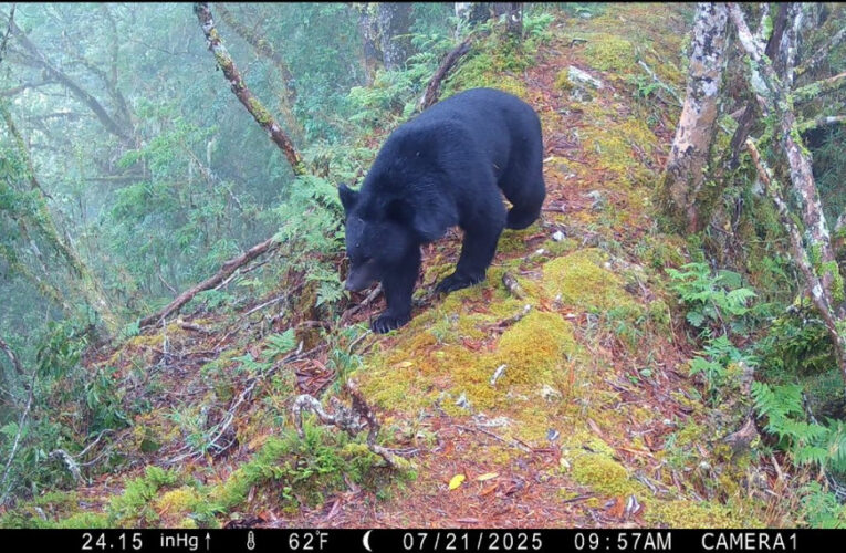 誰在深夜的玉山漫步? 揭開國家公園生物多樣神秘面紗