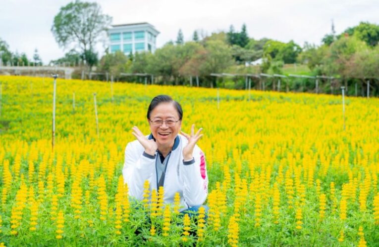 魯冰花季盛大開幕　張善政邀請國人來龍潭賞花