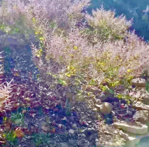 228連假賞花去！南化烏山「麝香花旗木」綻放 紫色花海妝點厚德紫竹寺