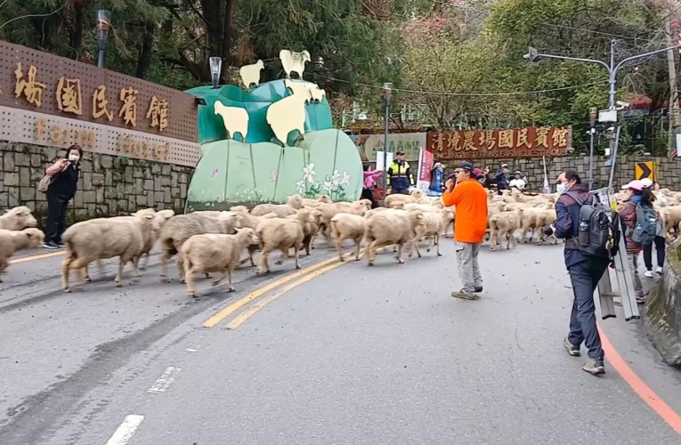 清境奔羊節　仁愛警加強交通疏導