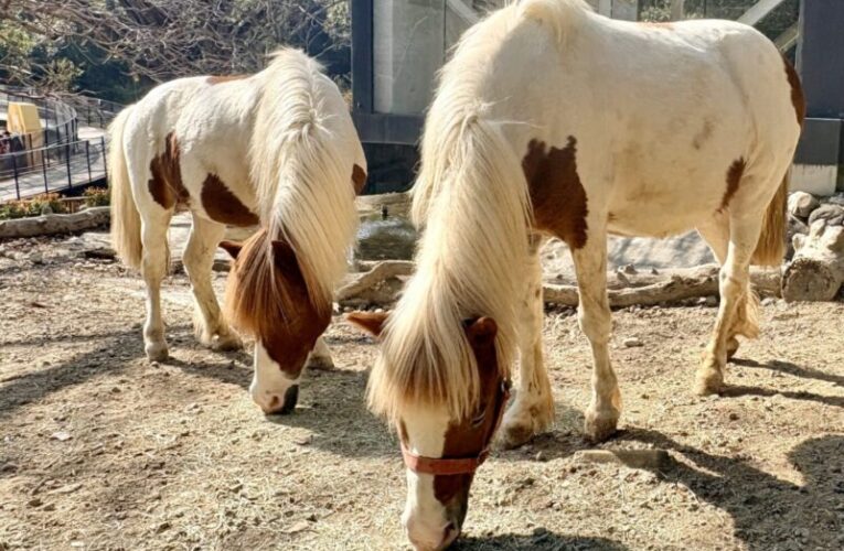 馬年走春首選！高雄壽山動物園春節兒童入園免費、AI互動新體驗