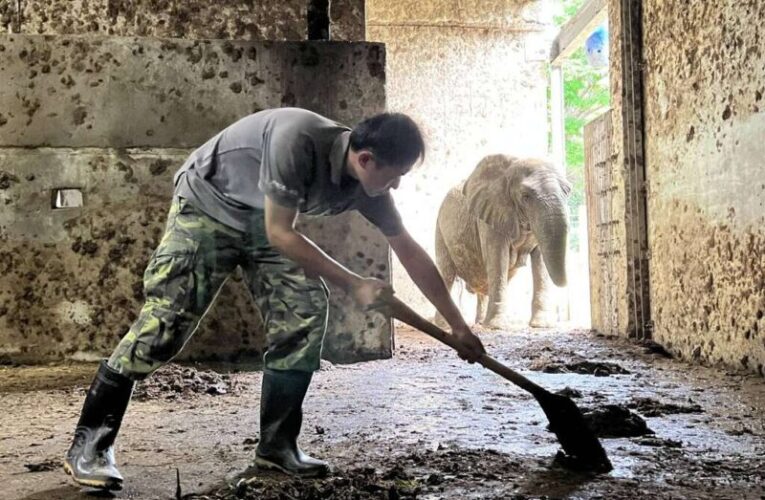 壽山動物園明星母象阿里凌晨離世