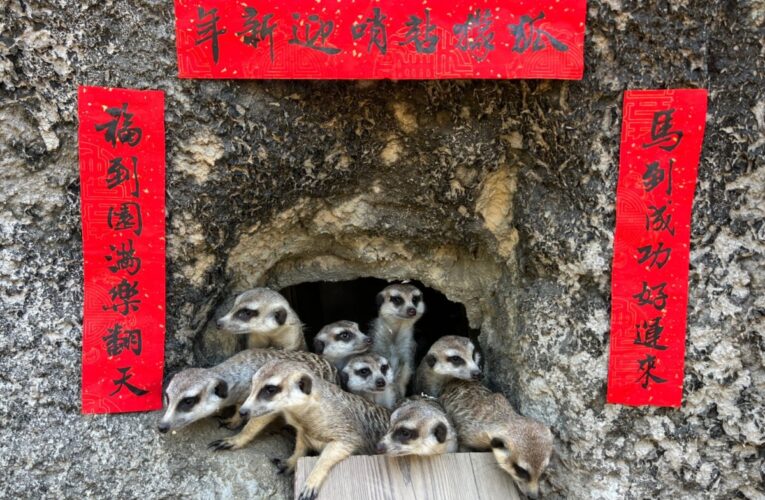壽山動物園特製「金馬五吉」年菜 動物圍爐過馬年