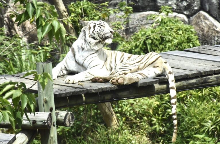 陪伴高雄14載  壽山動物園高齡明星白老虎「昭海」圓滿謝幕