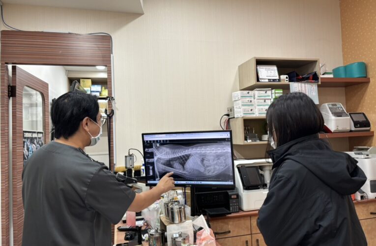 農曆春節將至 動保處彙整公告動物醫院門診時間　 提醒飼主提早備藥
