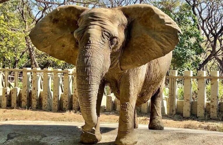 壽山動物園非洲象阿里離世  留下世代情感記憶