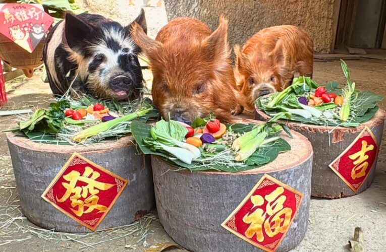 壽山動物園金馬五吉年菜上桌   動物圍爐過馬年