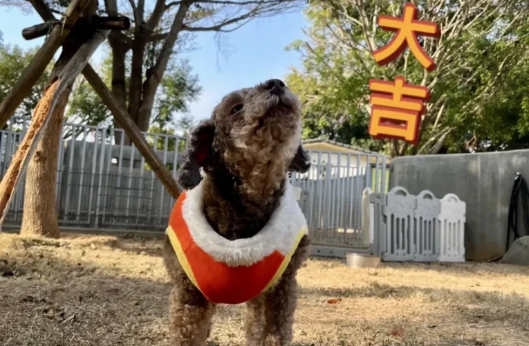 動物之家超暖心！　春節加菜過好年 陪伴一起馬上幸福