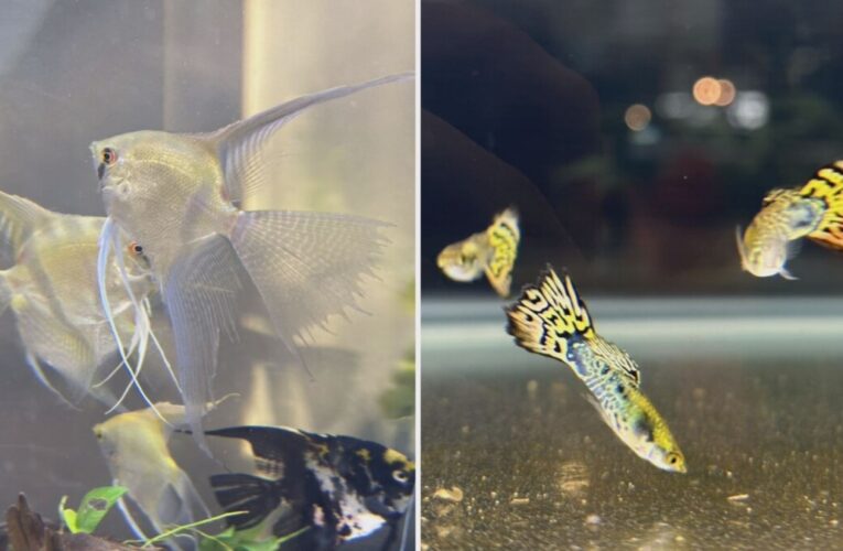 世界級孔雀魚競技首度屏東登場 800組參賽規模創紀錄