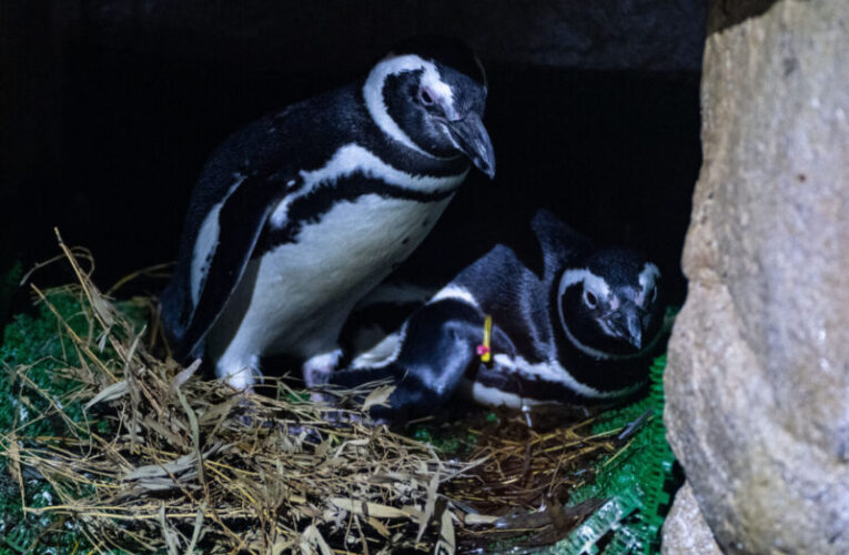 台中海洋館企鵝明星上演「成家實境秀」春假限時直擊築巢奇景