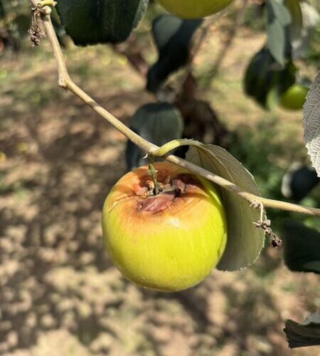高雄2-3月霪雨致災 棗農損救助3/18起受理
