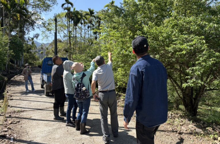 1至２月乾旱(遲發性)致災 青梅農損救助3月19日起受理