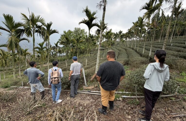 高雄市1-2月乾旱(遲發性)致災 茶農損救助即日起受理