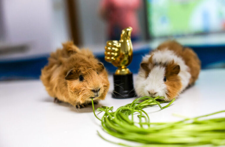 高雄市動保處邀獸醫開講「天竺鼠神隊友」大補帖 首屆「吃水蓮大賽」同步登場 冠軍獲價值4000元健診好禮