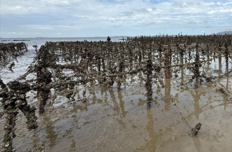 金門預防諾羅病毒 衛生局：加強宣導飲食衛生安全