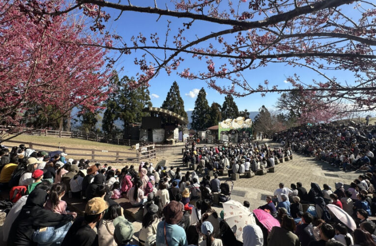 清境農場年迎68萬遊客 穩居高山首選