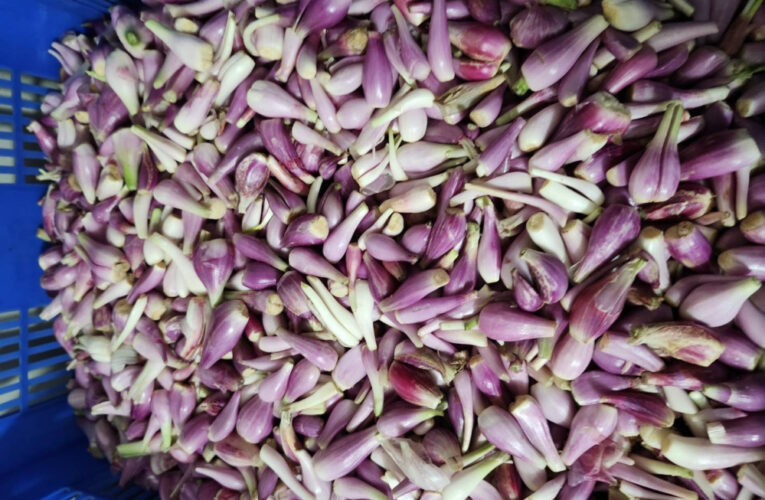 紅蔥頭品質佳價格平穩 進入收穫後期 