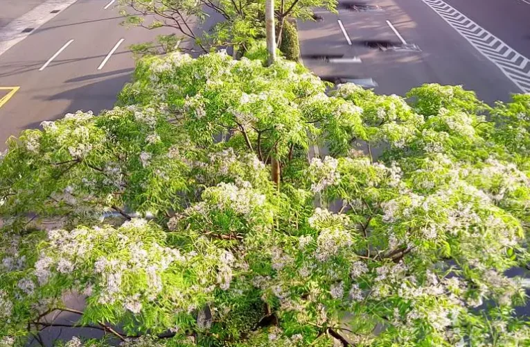 紫色微醺3月天　500株苦楝內湖堤頂開派對